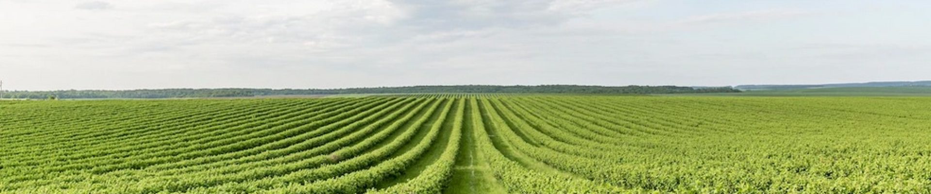 agri e cultivo