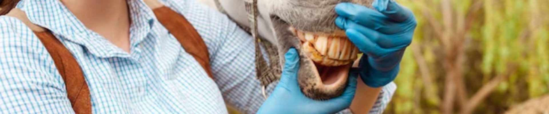 clinica odontologica de equinos