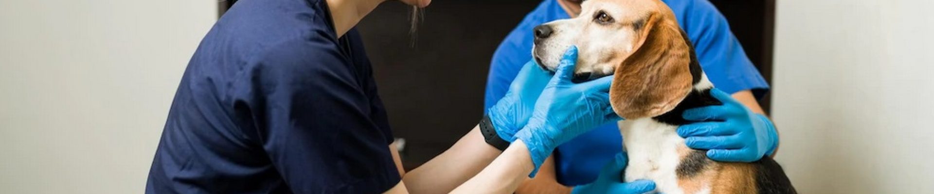 medicina veterinaria